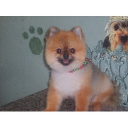 Grooming Parlor for pets in Ravenscroft, Tennessee