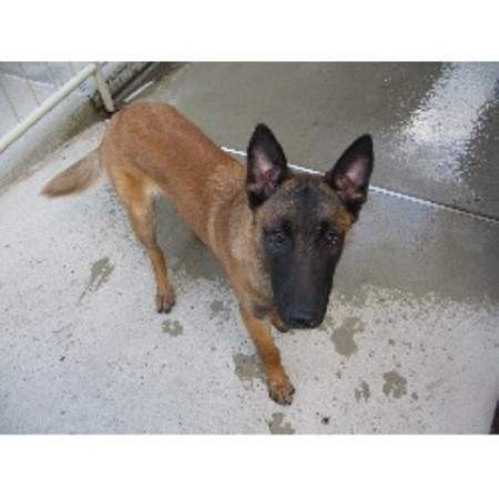 Bolo - Belgian Malinois seven months