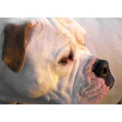 Dog sitter in Barrington, Illinois