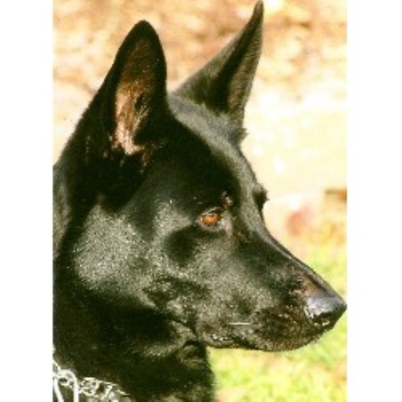 Pet Sitting ,Pet SittingNew Jersey