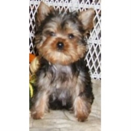 Yorkie Puppy