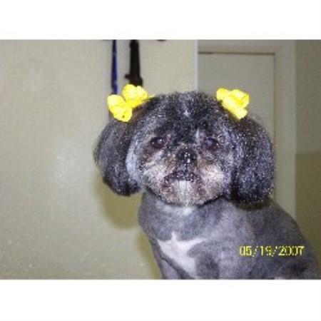 Shampoo and baths for pets - Fort Mill, South Carolina