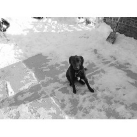 Pet Sitting ,Pet SittingDog WalkingIllinois