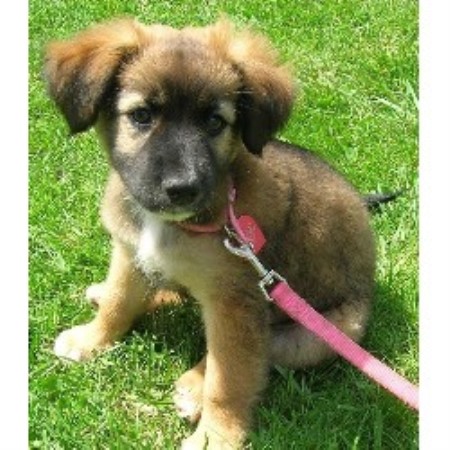 Pet Sitting ,Pet SittingDog WalkingIllinois