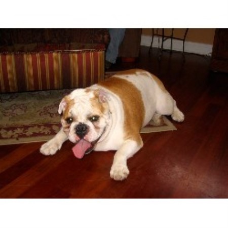 Pet Sitting ,Pet SittingDog WalkingIllinois