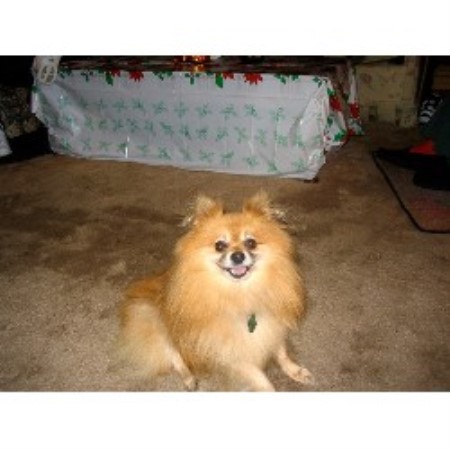 Pet Sitting ,Pet SittingDog WalkingIllinois