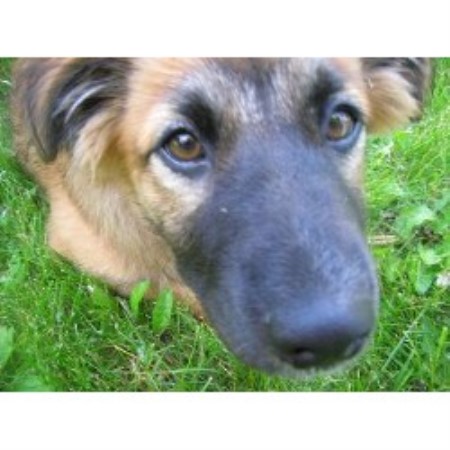 Dog Waste Removal in Lake Forest, IL