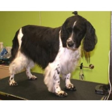 Komali Collies, Madison, Washington (Komali Collies)