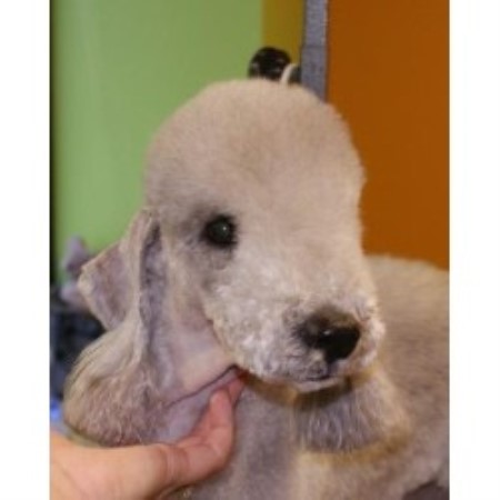 Bedlington face