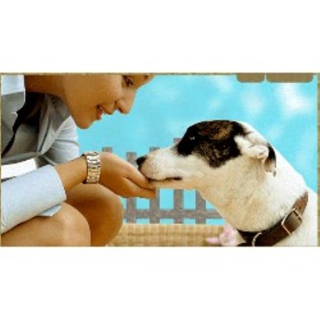 Pet Sitting ,Pet SittingArizona