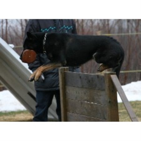 Boarding Kennels ,Boarding KennelsPrince Edward Island