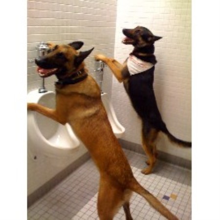 Now this is real housebreaking