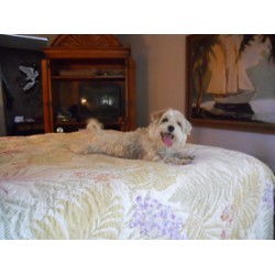 Obedient Dog Training in Port St. Lucie, Florida