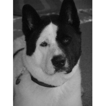 Dog Groomer ,Dog GroomerPet SittingPet SittingWisconsin