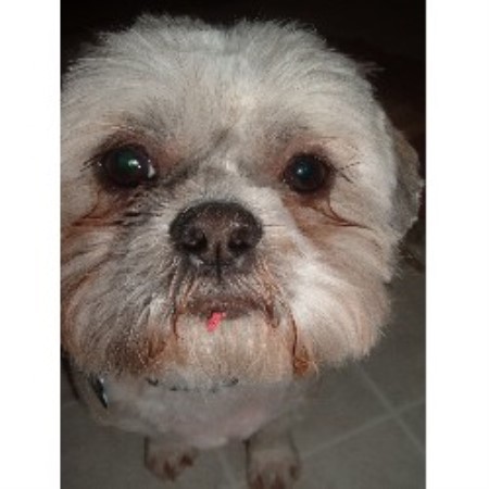 Dog Groomer ,Dog GroomerPet SittingPet SittingWisconsin