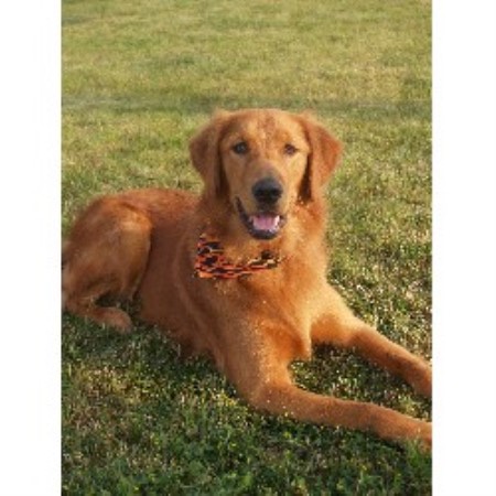 Dog Groomer ,Dog GroomerPet SittingPet SittingWisconsin