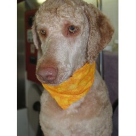 Dog Groomer ,Dog GroomerPet SittingPet SittingWisconsin