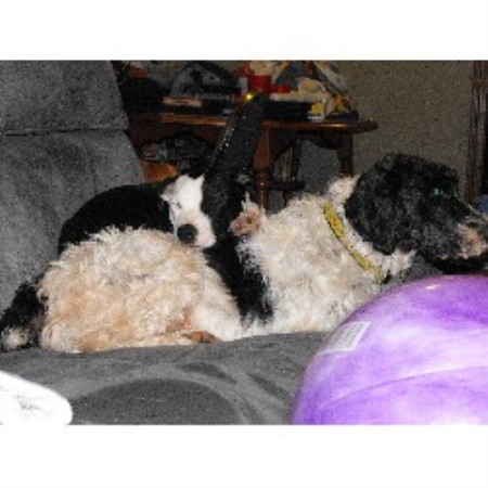 Pet Sitting ,Pet SittingDog TrainingDog TrainingMaine