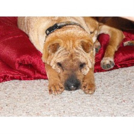 Pet Sitting ,Pet SittingDog TrainingDog TrainingMaine