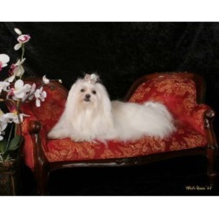 Dog Boutique/Barkery in Tennessee