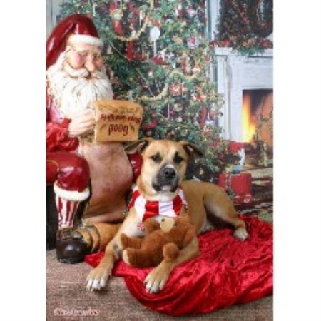 Dog Boutique/Barkery in Tennessee