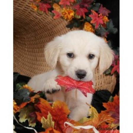 Dog Boutique in Sevierville TN