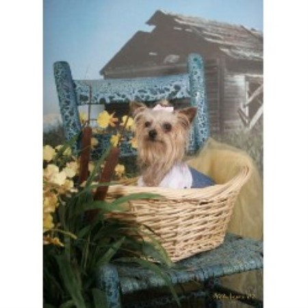 Dog Boutique/Barkery in Tennessee