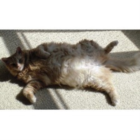 Pet Sitting ,Pet SittingWisconsin