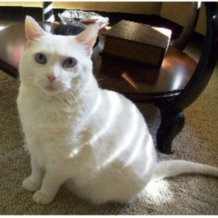 Pet Sitting ,Pet SittingWisconsin
