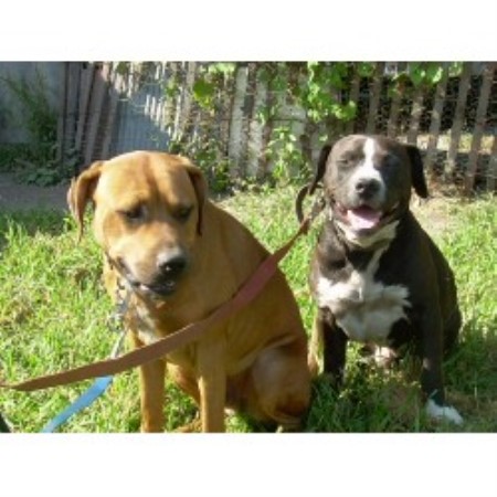 Dewey and Louie