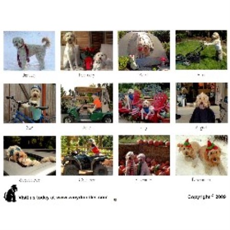 Dog Boutique/Barkery in Washington