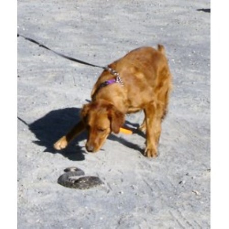 K9 Rattlesnake Avoidance Training By Natural Solutions Desert Hot