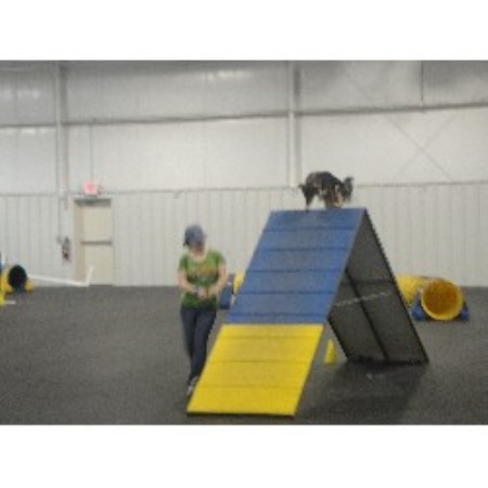 Dog Waste Removal in Perry, OH