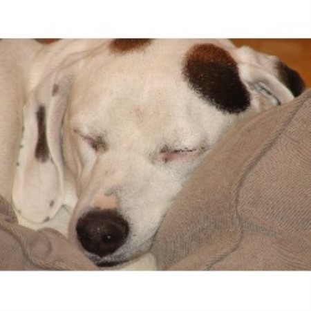 Titus The Dog