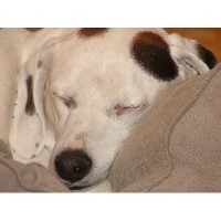 Best Dog Boarding In Columbia Tn Best Dog Boarding In Columbia Tn