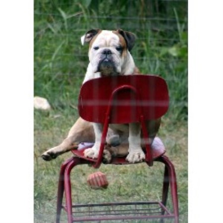 Gus found a favorite chair