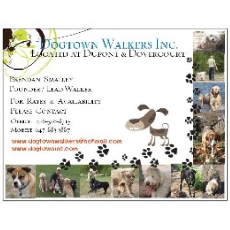 Reliable dog walking and pet sitting in Toronto, Ontario