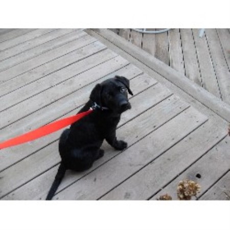 Reliable dog walking and pet sitting in Fair Haven, New Jersey