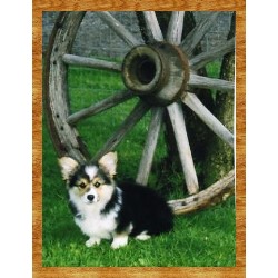 See Spot Run -Ranch Retreat for Dogs