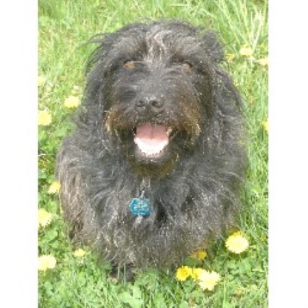 Bonnie Miller says Welcome to Peaceable Paws