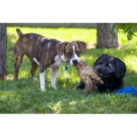 Boarding Kennels ,Boarding KennelsOntario