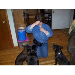 Dog Training in Massachusetts