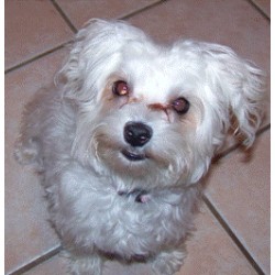 Dog Training in Massachusetts