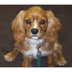 Dog Training in Massachusetts