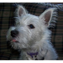 Dog Training in Massachusetts