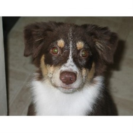 House breaking for puppies in Lakeview Terrace, California