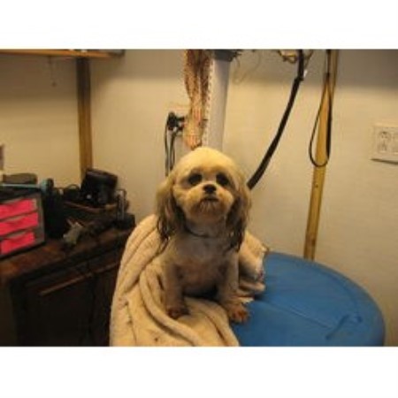 Dog Groomer in Arkansas