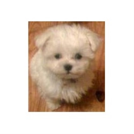 Dog Groomer in Arkansas