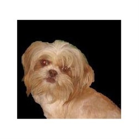 Dog Groomer in Arkansas