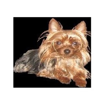 Dog Groomer in Arkansas